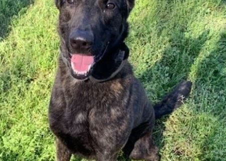 An investigation is underway after a retired Liberty County K-9 was brought to an animal shelter. According to the Liberty County Sheriff's Office