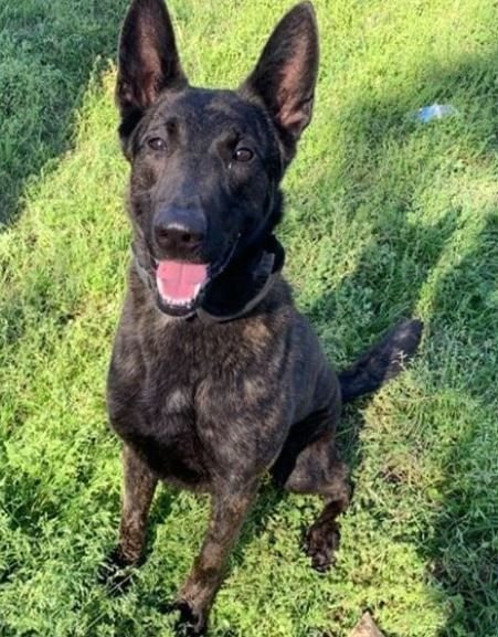 <i>Liberty County Sheriff/WJCL via CNN Newsource</i><br/>An investigation is underway after a retired Liberty County K-9 was brought to an animal shelter. According to the Liberty County Sheriff's Office