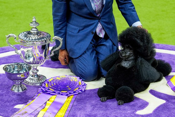 Sage, a miniature poodle, poses for photos after winning best in show at the 148th Westminster Kennel Club dog show on May 14 at the USTA Billie Jean King National Tennis Center in New York.