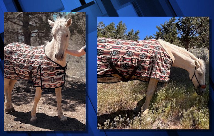 DCSO had sought public's help finding all-white mustang that escaped from owner's property near Sisters on Tuesday.
