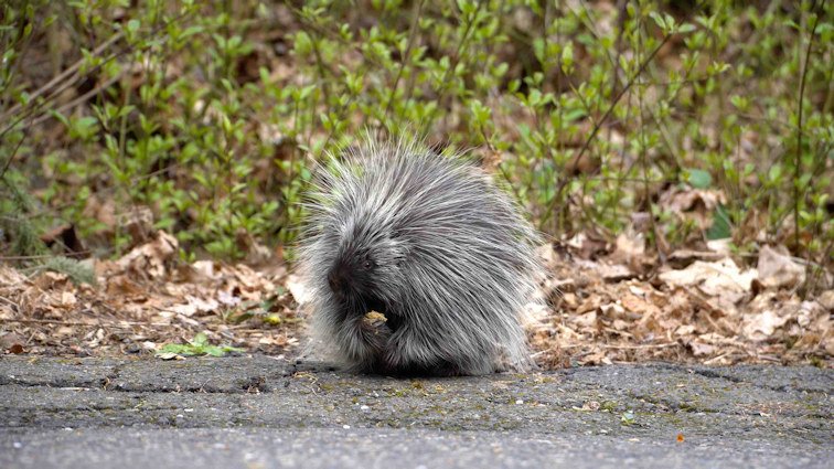  A new initiative from Oregon Department of Fish & Wildlife and Oregon Zoo aims to make Oregon’s roads safer for animals like Nettle, a North American porcupine.