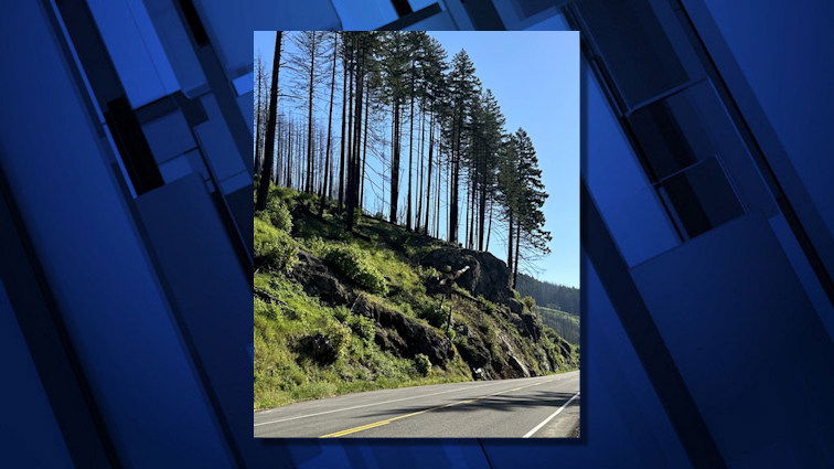 Hazardous trees slated for removal along state Hwy. 126 east of Vida