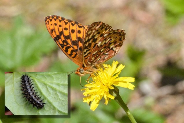 Oregon silverspot caterpillar is released in a costal meadow, to build populations of endangered silverspot butterfly.