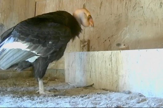  A California condor parent looks in on its chick at the Oregon Zoo’s Jonsson Center for Wildlife Conservation. 