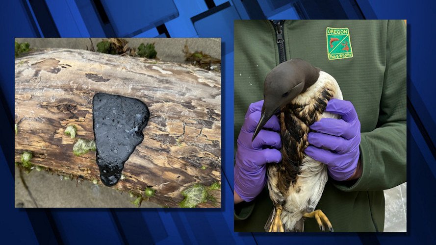 Tar patties were found at Cannon Beach in May, after oiled birds found, including one at Gleneden Beach.