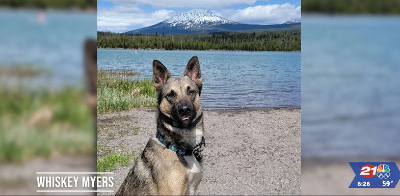 Pet Pics: Traveling companions or close to home, they're great - KTVZ