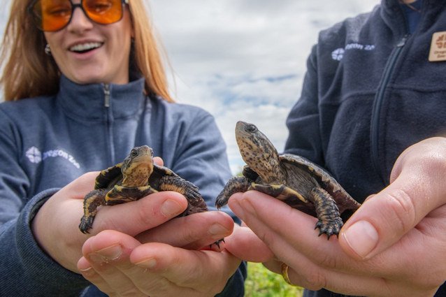 These northwestern pond turtles were released into the Columbia River Gorge last week as part of a recovery effort to repopulate the species.