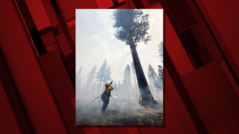 A firefighter from Woodpecker Contracting out of Prineville cools a Ponderosa pine near the Silver Lake Highway. While Ponderosa pines are adapted to low-intensity fire, an existing scar or damage to the bark can allow fire to become established in the tree.