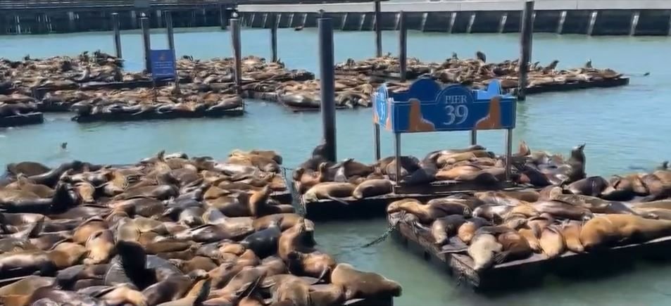 <i>KPIX via CNN Newsource</i><br/>Pier 39 in San Francisco is seeing more sea lions on its docks than it has in the last 15 years.