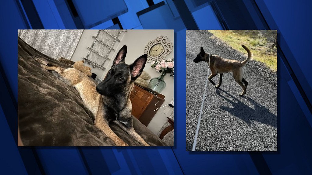 Belgian Malinois, Grisha, was taken from owner's vehicle Friday, May 17 at Whychus Creek trailhead