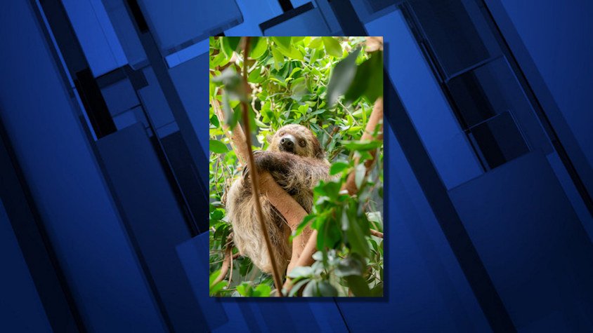 Linne's two-toed sloth Berry is slowly making herself at home in her new habitat at the Oregon Zoo.