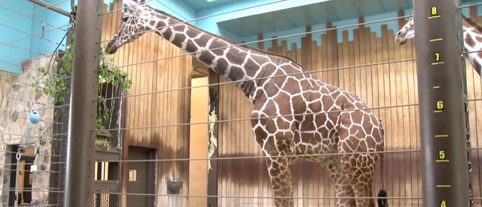 <i>WDJT via CNN Newsource</i><br/>A male giraffe at the Milwaukee County Zoo is recovering today after a successful surgery