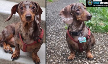 Milkshake the dachshund was stolen May 4