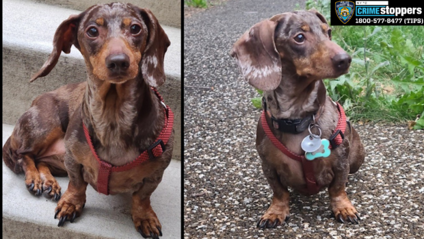 <i>NYPD/WCBS/WLNY via CNN Newsource</i><br/>Milkshake the dachshund was stolen May 4