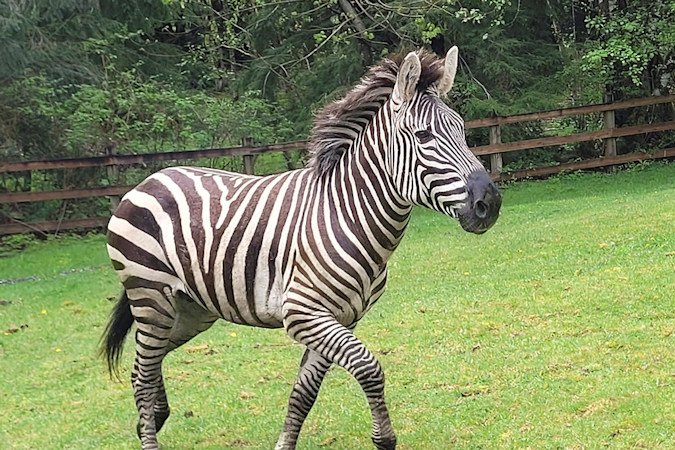 This image provided by the Washington State Patrol shows a zebra that got loose Sunday, April 28, when the driver stopped at the Interstate 90 exit to North Bend, Wash., to secure the trailer in which they were being carried.