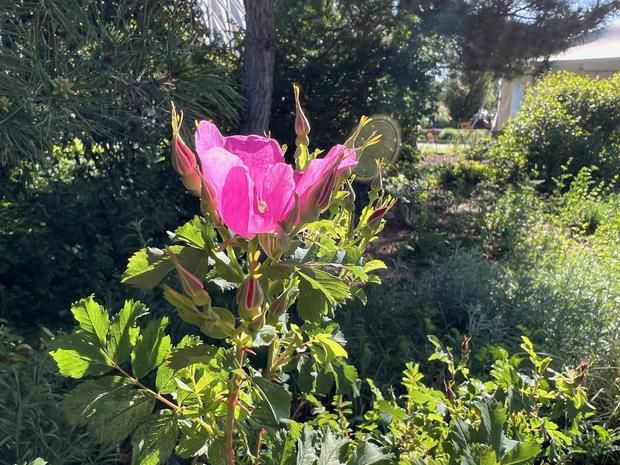<i>KCNC via CNN Newsource</i><br/>The Amache Rose has bloomed at the Denver Botanic Gardens