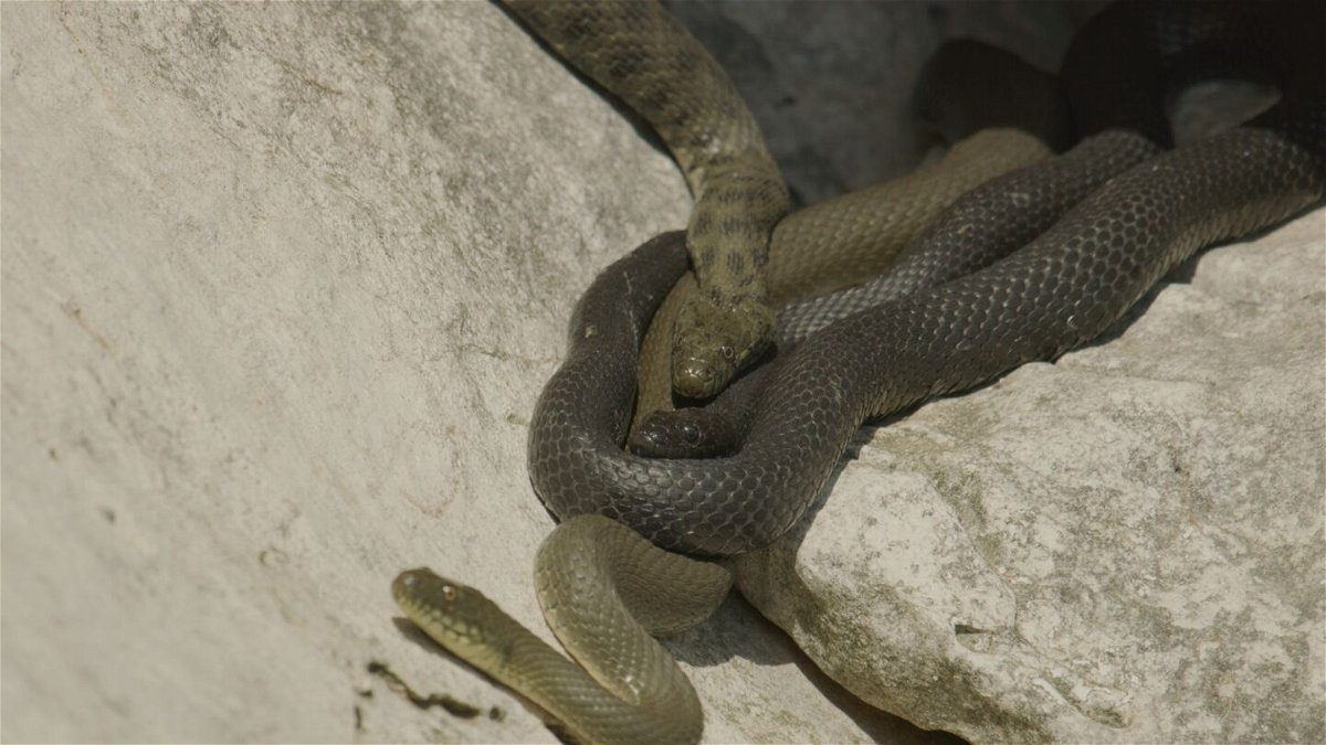 <i>Jozef Kaut via CNN Newsource</i><br/>Researchers examined three colors of dice snake in North Macedonia.