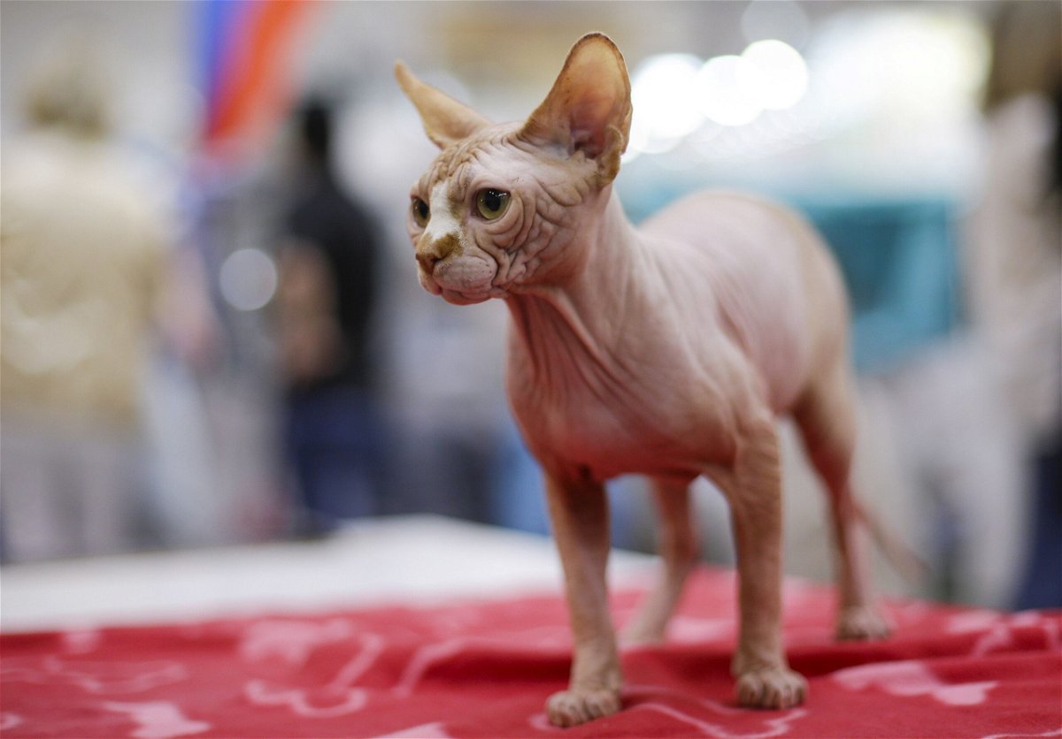 <i>Max Rossi/Reuters via CNN Newsource</i><br/>Sphynx cats originated in Ontario