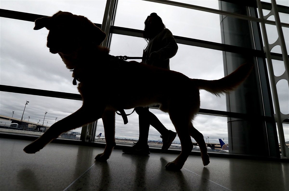 <i>Julio Cortez/AP/File via CNN Newsource</i><br/>A trainer walks with a service dog through the Terminal C at Newark Liberty International Airport while taking part of a training exercise