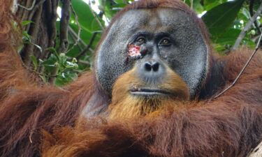 Rakus treated his wound by chewing leaves from a climbing plant and applying the juice.