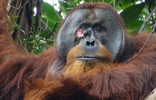 Rakus treated his wound by chewing leaves from a climbing plant and applying the juice.
