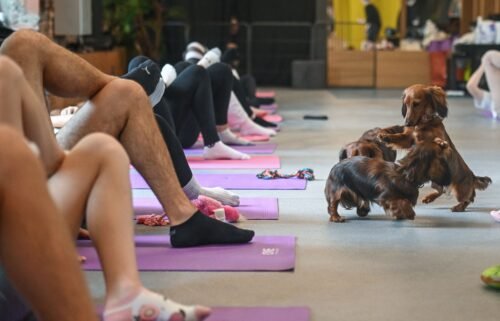 Italy has outlawed puppy yoga classes