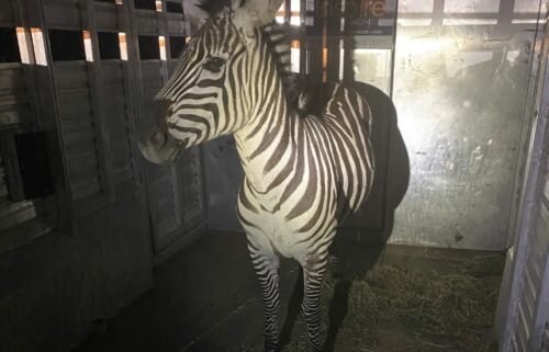 Shug the zebra appears to be in good health after almost six days on the loose