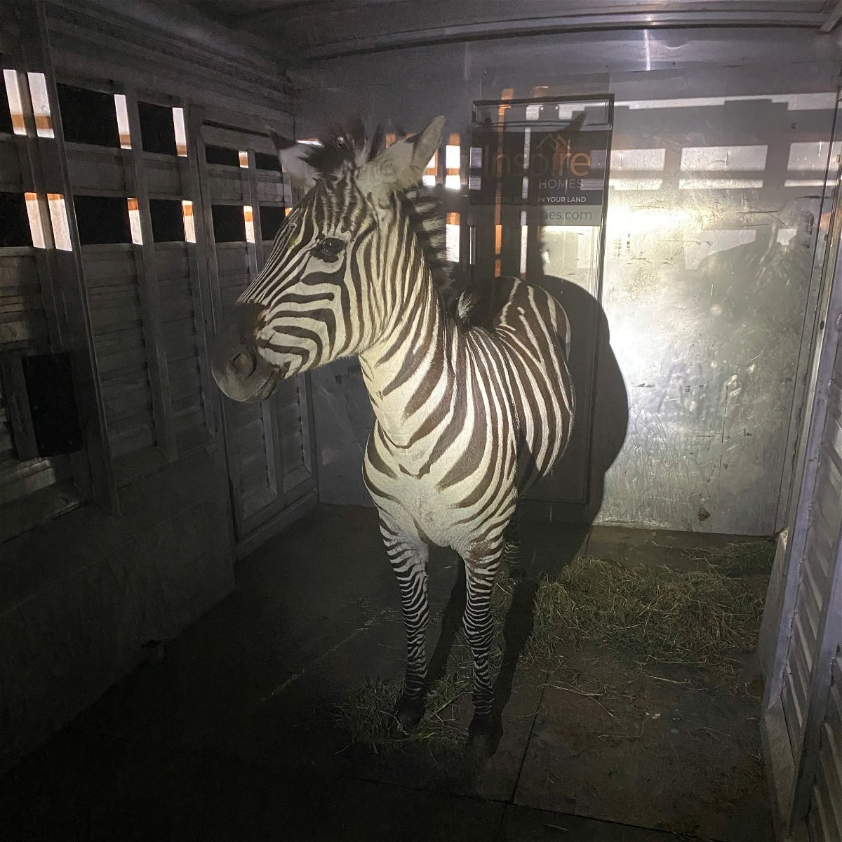 <i>Regional Animal Services of King County via CNN Newsource</i><br/>Shug the zebra appears to be in good health after almost six days on the loose