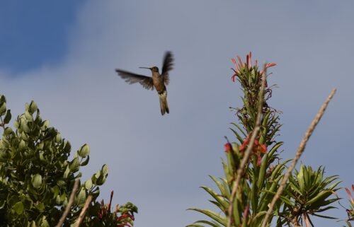 A southern giant hummingbird is seen flying from its breeding grounds in central Chile.