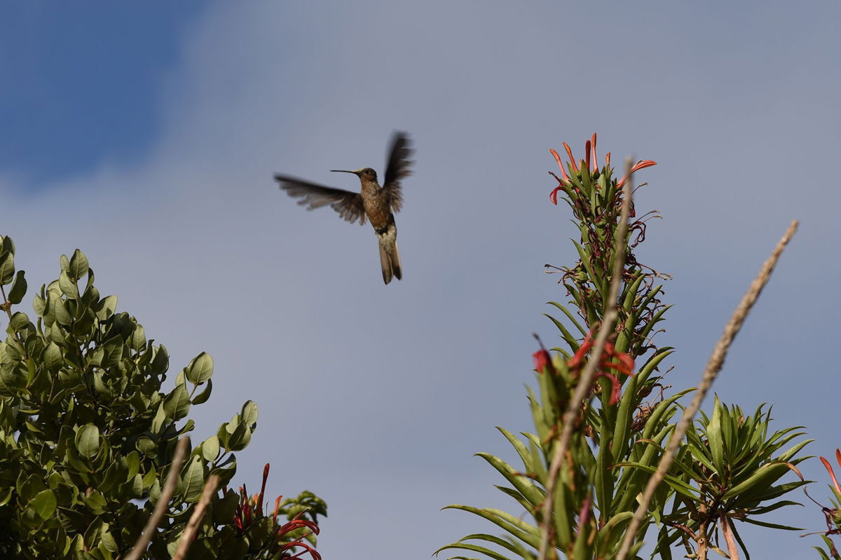<i>Chris Witt via CNN Newsource</i><br/>A southern giant hummingbird is seen flying from its breeding grounds in central Chile.