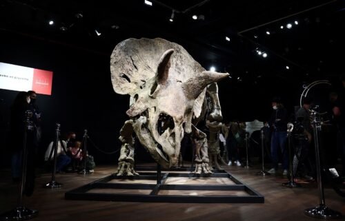 Visitors look at the skeleton of a gigantic Triceratops over 66 million years old