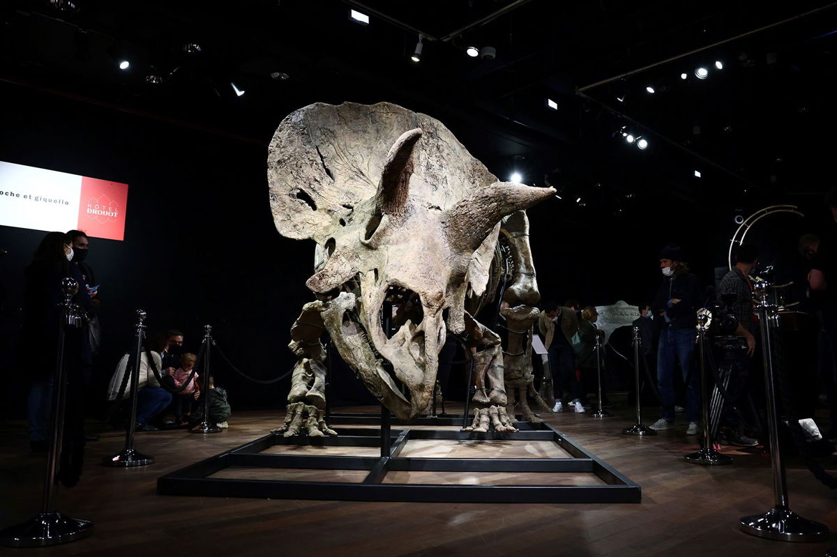 <i>Sarah Meyssonnier/Reuters via CNN Newsource</i><br/>Visitors look at the skeleton of a gigantic Triceratops over 66 million years old