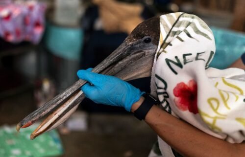 Volunteer Jason Foo holds a rescued pelican by its beak while treating the bird at the Wetlands and Wildlife Care Center in Huntington Beach