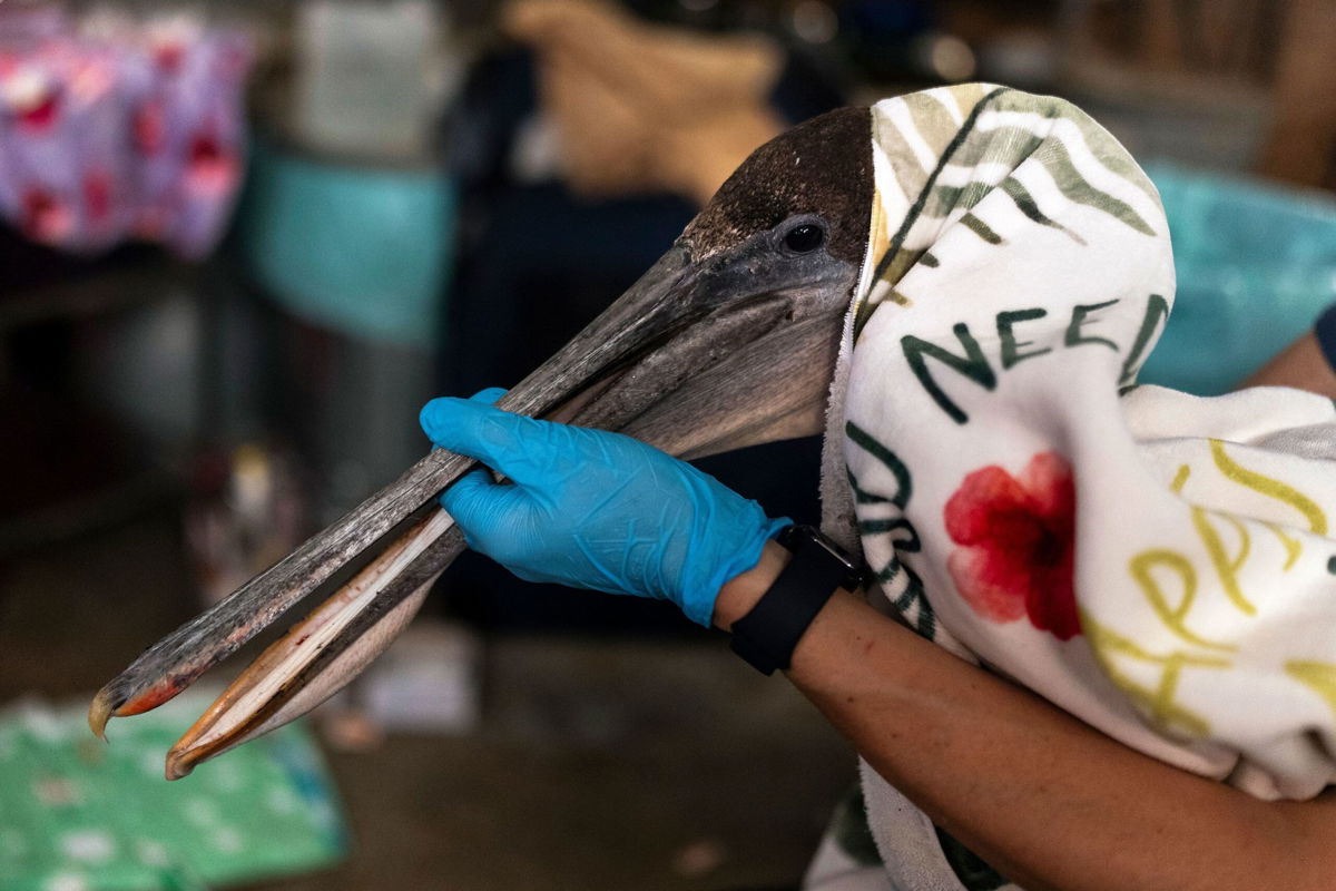 <i>Jae C. Hong/AP via CNN Newsource</i><br/>Volunteer Jason Foo holds a rescued pelican by its beak while treating the bird at the Wetlands and Wildlife Care Center in Huntington Beach