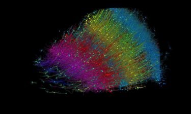 The 3D image above shows excitatory neurons colored by their depth from the surface of the brain. Blue neurons are those closest to the surface