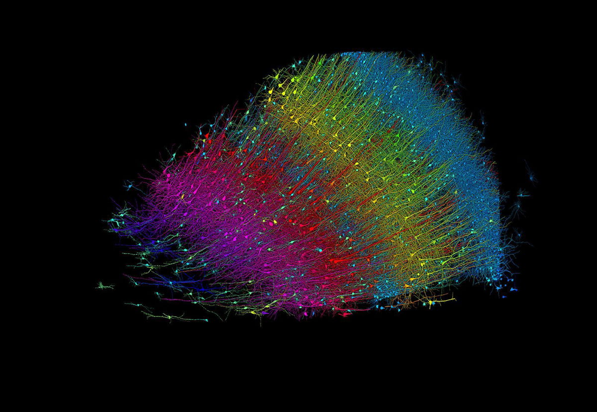 <i>Google Research & Lichtman Lab/Harvard University via CNN Newsource</i><br/>The 3D image above shows excitatory neurons colored by their depth from the surface of the brain. Blue neurons are those closest to the surface