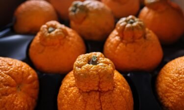 Sumo Citrus and other fruit varietals have developed a cult following.