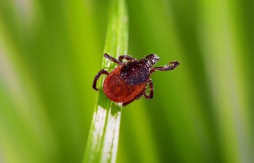 Some 84 species of ticks have been documented in the United States