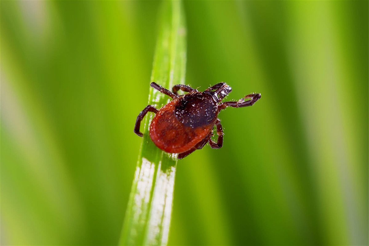 <i>DieterMeyrl/iStockphoto/Getty Images via CNN Newsource</i><br/>Some 84 species of ticks have been documented in the United States