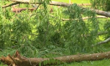 A historic 60-year-old dawn redwood tree at Baltimore's Cylburn Arboretum was struck by lightning and exploded during Monday night's storm.