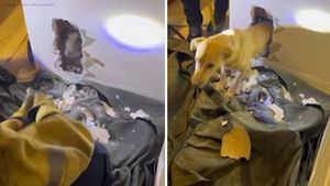 <i>@OCFireAuthority/KABC via CNN Newsource</i><br/>A puppy that got stuck inside a wall at a Garden Grove home Monday was rescued by some ingenious firefighters.