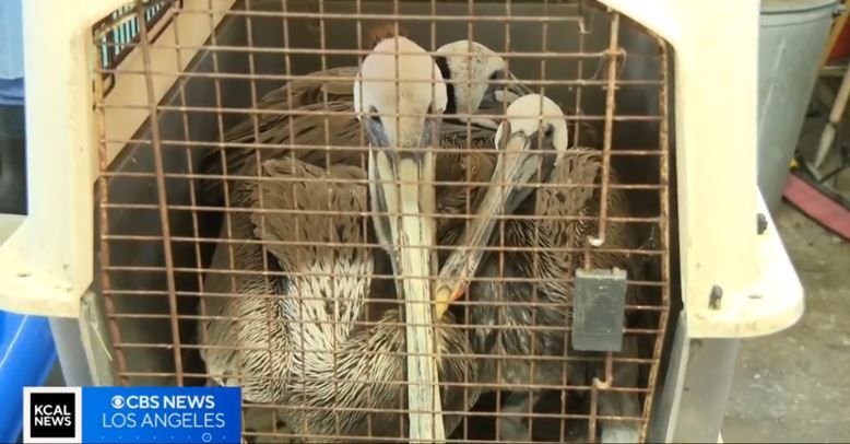 Dozens of sick and starved brown pelicans have been founded stranded on Southern California beaches in recent weeks