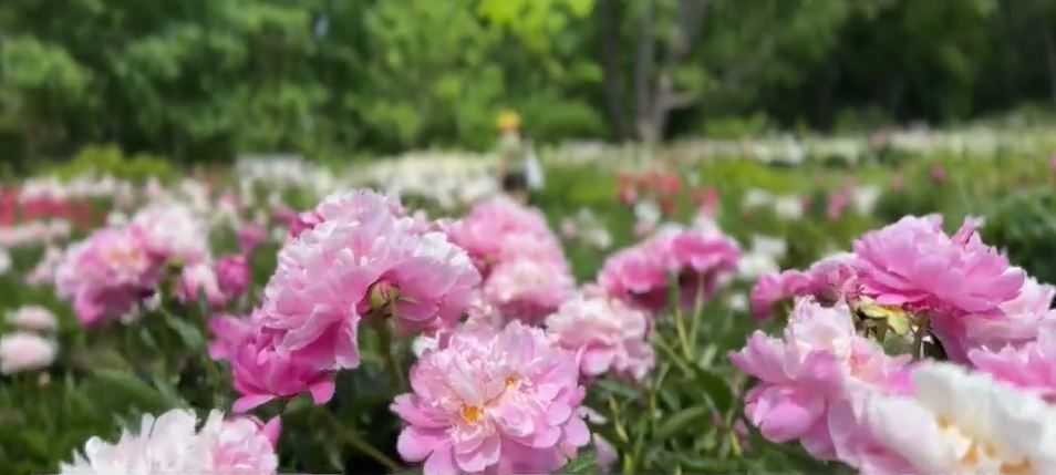 <i>WWJ via CNN Newsource</i><br/>Historic peony garden in bloom at University of Michigan's campus in Ann Arbor