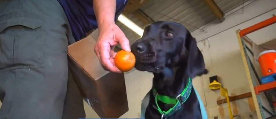 <i>KOVR via CNN Newsource</i><br/>Yolo County's first agriculture detector dog is sniffing out trouble that could decimate crops.