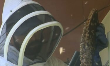 Florida Bee Rescue is dedicated to saving the bees for more than 40 years.