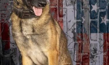 A Richland County Sheriff's Office K9 was hit and killed during a chase when his leash broke
