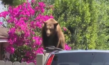 A bear intruded into four homes and one garage before being diverted by police into the wildland.