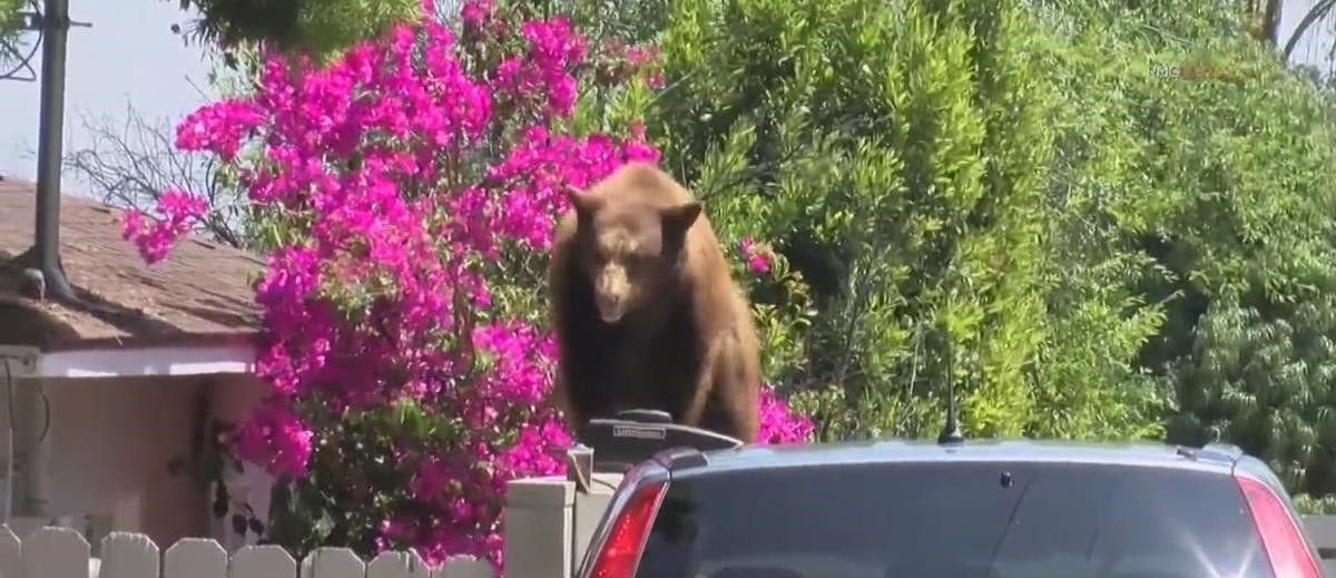 <i>KCBS/KCAL via CNN Newsource</i><br/>A bear intruded into four homes and one garage before being diverted by police into the wildland.