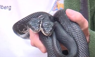 A two-headed snake named Tiger-Lily is the latest attraction at the Burr Oak Woods Nature Center in Blue Springs.