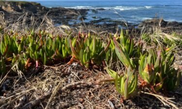 Ice plant has taken over large sections of Cambria